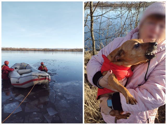 Psík Denis sa ocitol