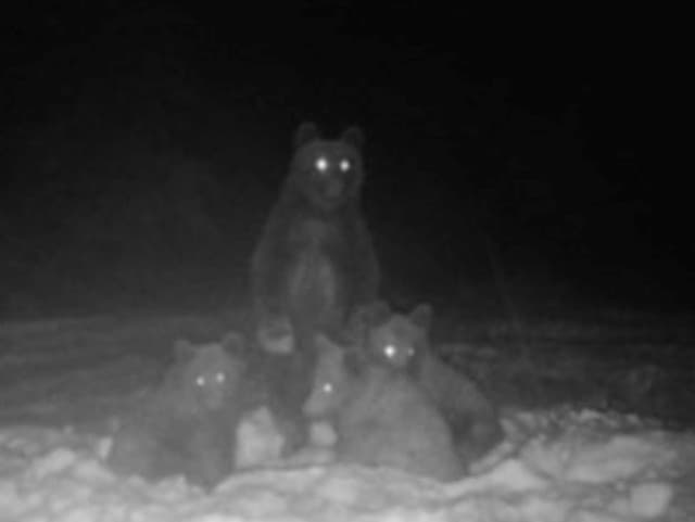 Žiadna fotomontáž! Lesníci zverejnili