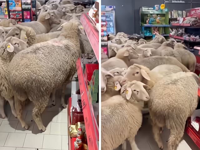 Do supermarketu vtrhlo stádo