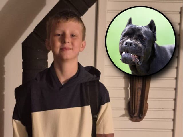 BRUTÁLNY útok! Tri psy