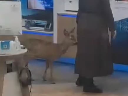 Srnka prišla na návštevu