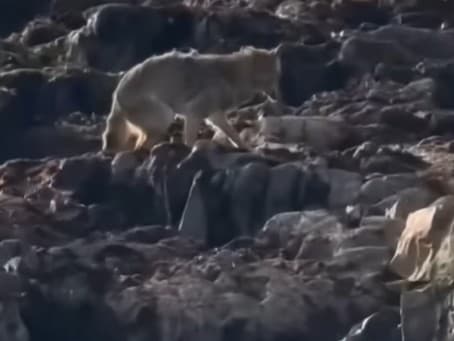 Kamera zachytila odvážneho kojota