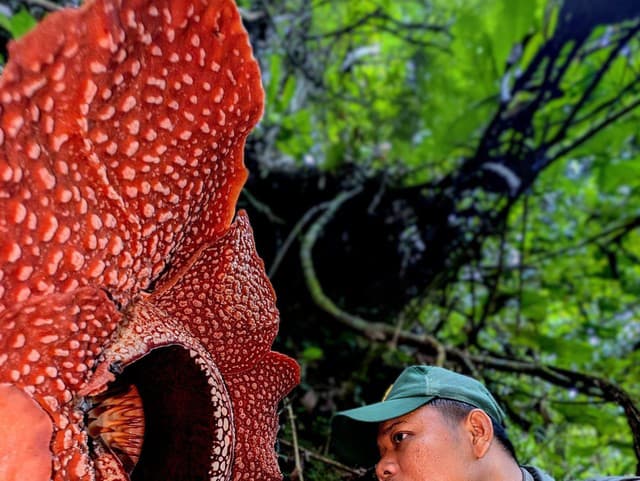 Rafflesia arnoldi 