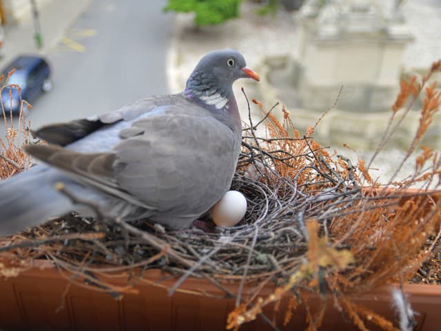 ZÁHADA z čias druhej