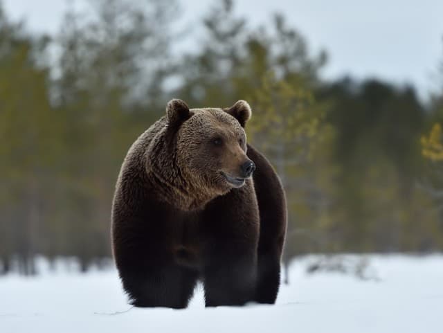 MIMORIADNE Prvý útok medveďa