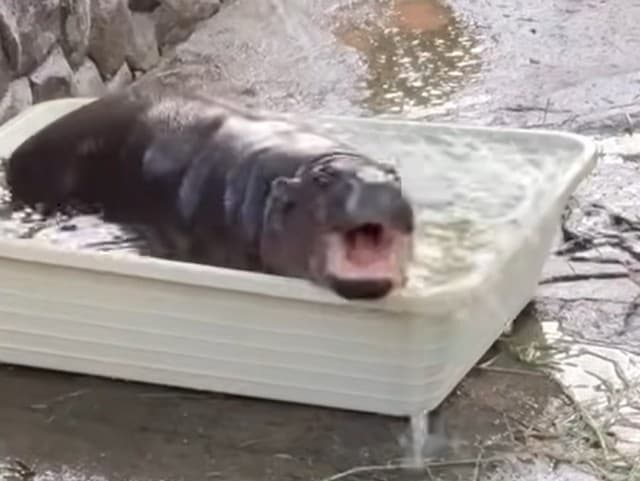 Nový obľúbenec všetkých návštevníkov!