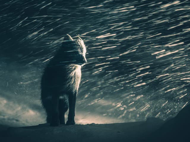 Najlepšie FOTO roka: Medzi