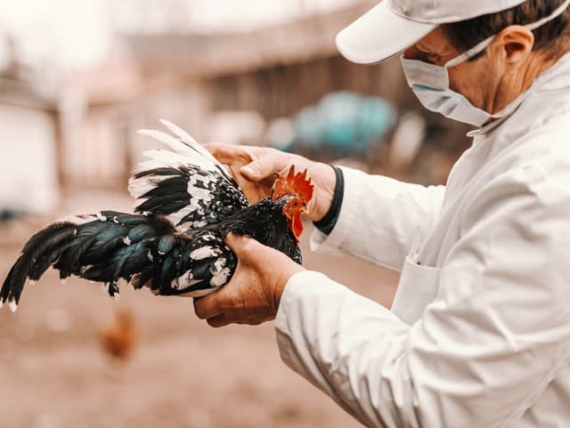 Vtáčia chrípka na Skalických