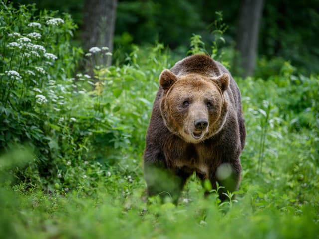 Obec upozorňuje na MEDVEĎA!