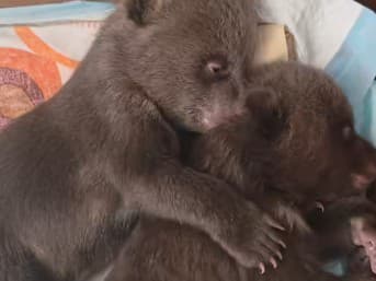 Sú z nich rozkošné