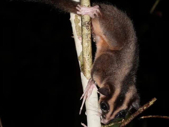 Vedci v džungli objavili