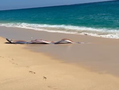 Našli mýtickú rybu, ktorá