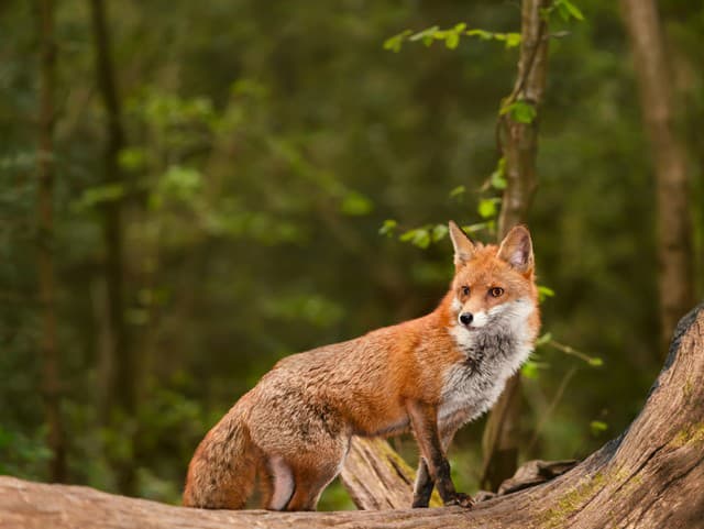 Nikto nechápe, ako sa