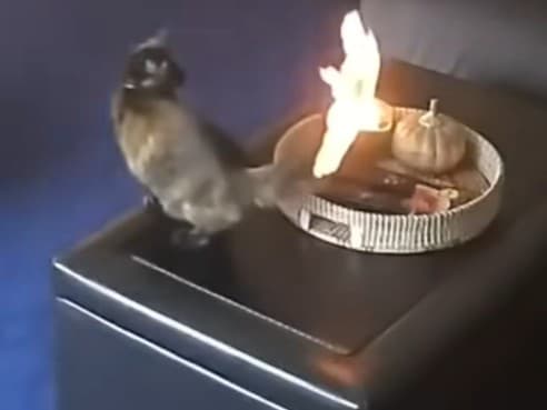 Sekundy od tragédie! Mačka