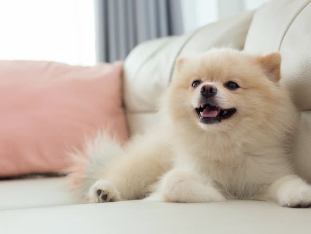 Kúpila si šteniatko, no