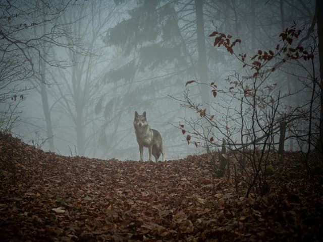 Vychovali ho vlky, ľudia