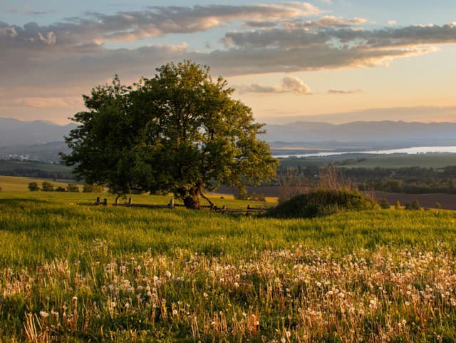 Jabloň planá z Liptova