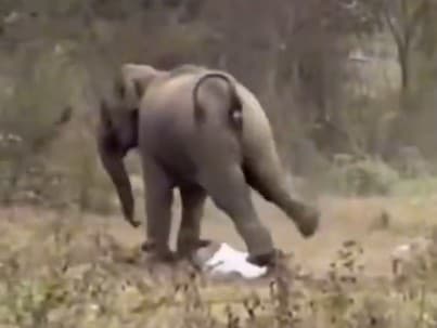Muža rozdupal slon a