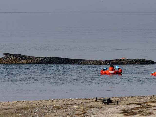Nepoučiteľná veľryba: Po úspešnej