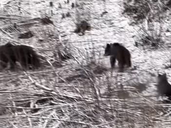 V blízkosti obce na