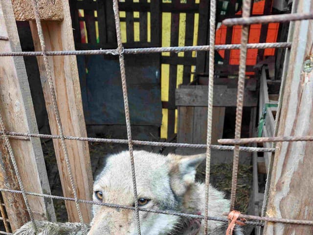 V blate, vychudnuté a