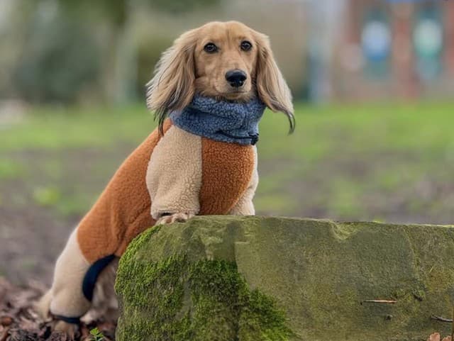 Rozkošný živiteľ rodiny: Malý