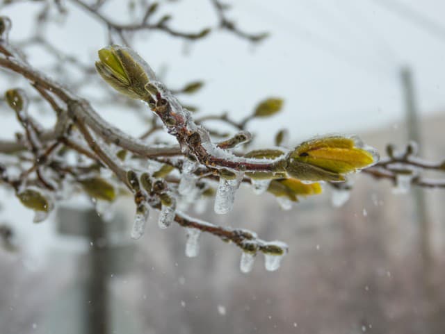 Mrazy udrú aj túto