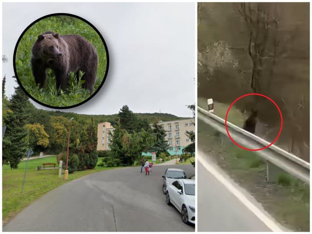 VAROVANIA pred medveďmi: Šelma