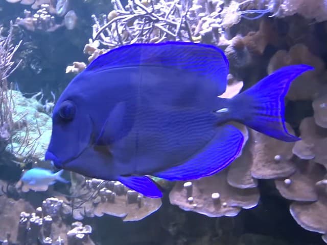 Acanthurus monroviae