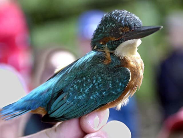 KVÍZ z ríše zvierat: