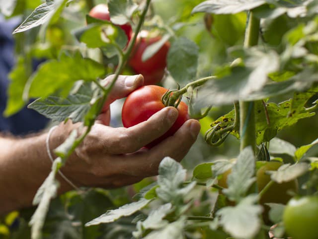 Prečo PARADAJKY zo supermarketu