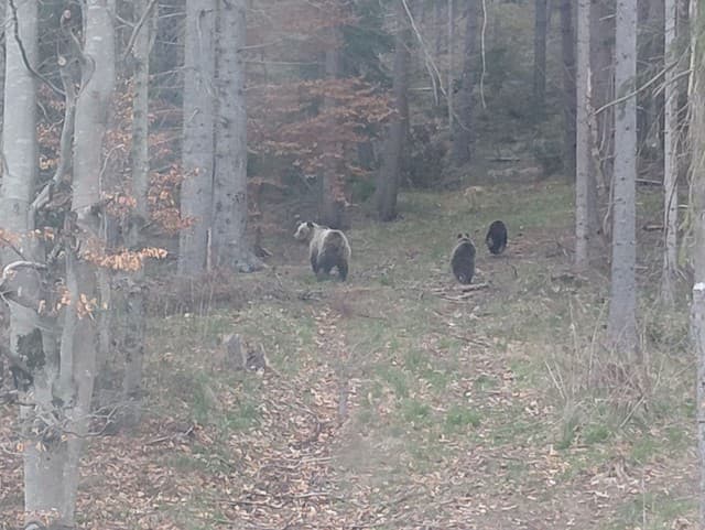 Začína ruja, buďte obozretní: