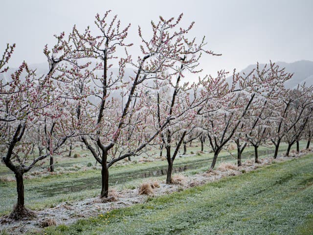 Mráz neustúpi ani prvú