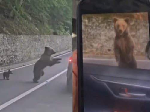 Rumunského turistu napadla na
