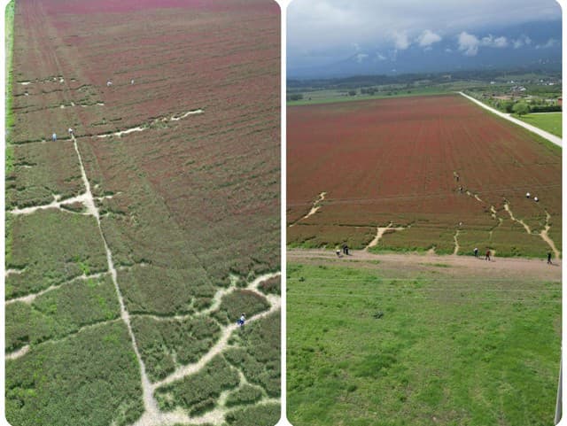 Purpurové pole pod Tatrami je minulosťou: Naplno sa ukázala skaza! FOTO z dronu odhalilo, čo napáchali ľudia