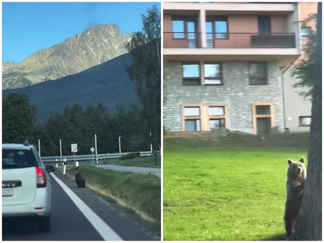 AKTUÁLNE Medveďa videli neďaleko