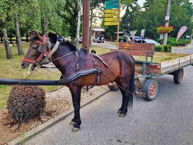 Kuriózny prípad pri Komárne: