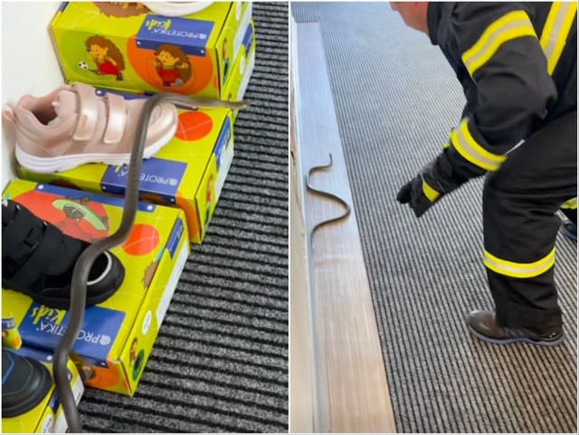Dráma v predajni pre deti: VIDEO Medzi krabicami s topánočkami sa plazil metrový HAD!
