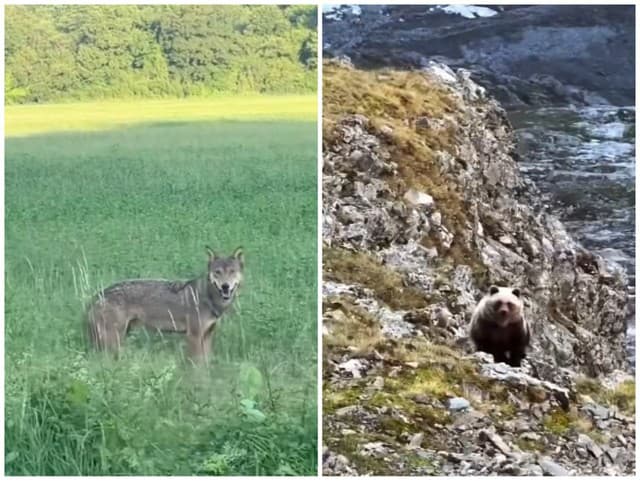 VLK sa objavil vedľa