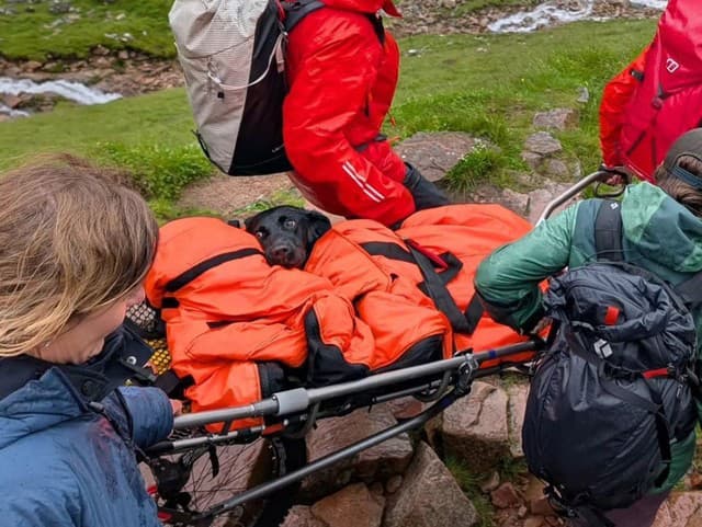 Šokujúci prípad: Labradorka sa sfetovala na najvyššej hore Británie! Požrala marihuanu