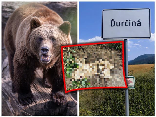 Medvedia šelma vo Veľkej Fatre NAHÁŇALA turistov: Ochranári rýchlo odhalili dôvod, prišlo POKARHANIE!