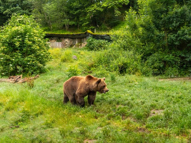 Poplach v Banskej Bystrici: V lokalite zaznamenali medveďa, zasahuje špeciálny tím