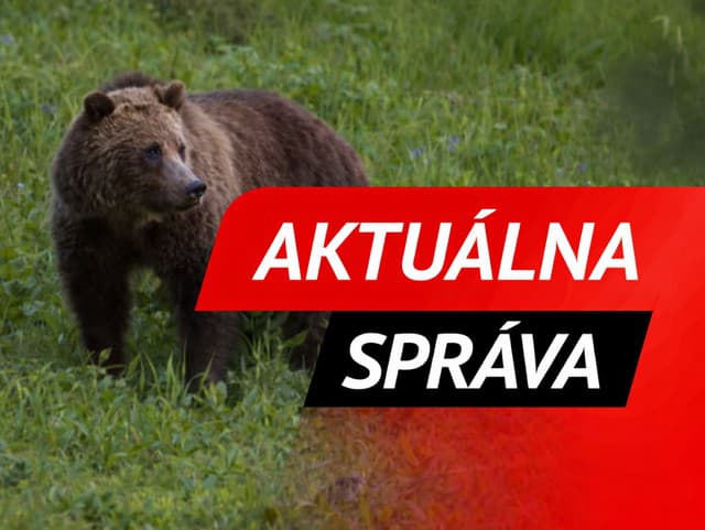 Ďalší útok medveďa pri Martine: V Sučanoch dohrýzol muža, utrpel úraz hlavy a hrudníka!