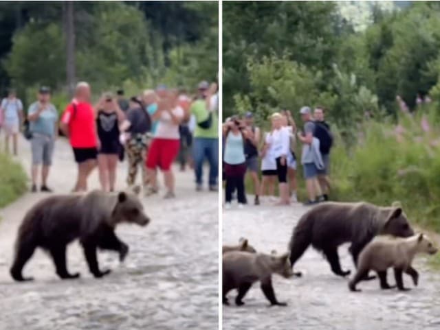 Nebezpečenstvo v Tatrách: Medvedica