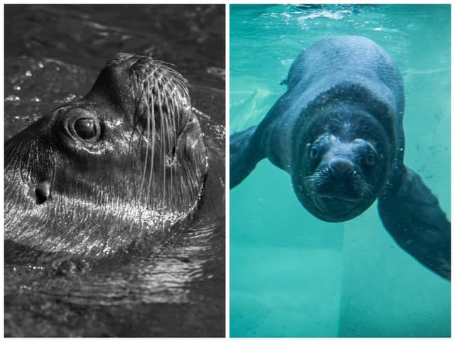 Veľmi známa a neďaleká zoo prežíva OBROVSKÝ smútok: Oplakávajú smrť mroža Huga, hrozné, čo v ňom našli!