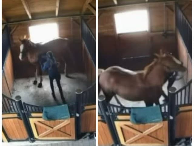 Na verejnosť sa dostalo otrasné VIDEO: Žena kope a bije koňa! Má ísť pritom o rozhodkyňu z jazdeckého zväzu