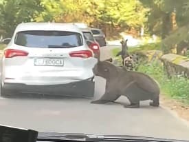 NEČAKANÝ MOMENT Medvedica si spravila z auta zákusok! Za obeť jej padol nárazník