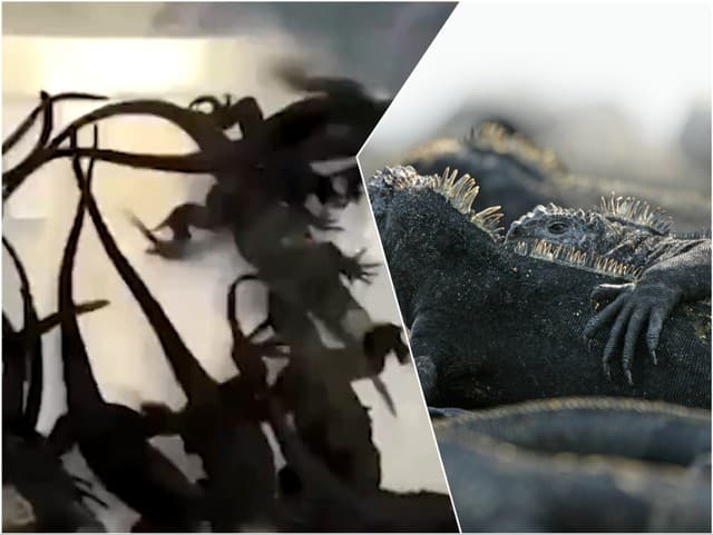 Drzý pokus o pašovanie:
