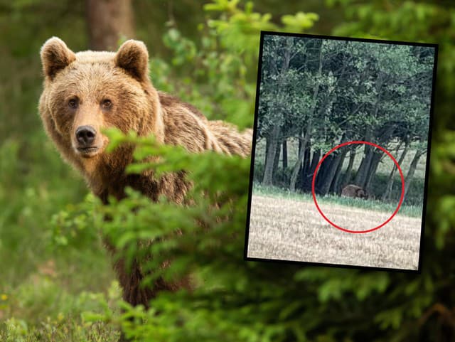 Obec VAROVALA obyvateľov pred medveďom: Bizarné ODHALENIE... FOTO Veď to nie je ani zviera!