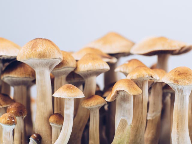 Lysohlávky šokovali vedcov: Mohli